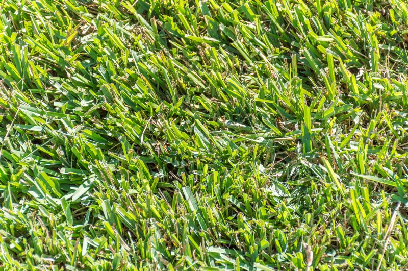 Centipede Sod Installation in Rockwall, TX