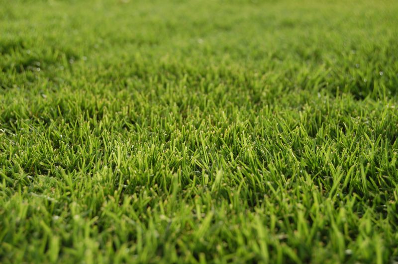 Grass Replacement in Ventura County, CA