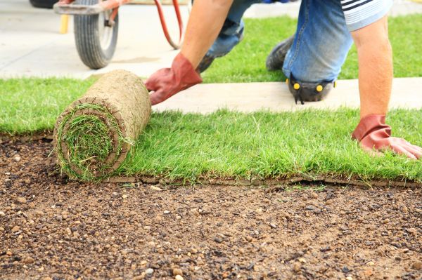 Fescue Lawn Installation