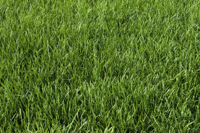 Bluegrass Sod Installation in Honolulu, HI